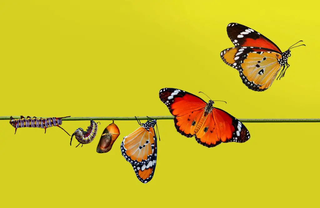 a group of butterflies on a branch. 100 inspiring quotes about new beginnings metamorphosis. 